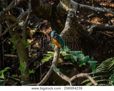 A Common Kingfisher, Alcedo Atthis Bengalensis, Perches On A Branch Overlooking Its Fishing Pond. Th