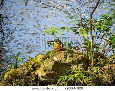 A Common Kingfisher, Alcedo Atthis Bengalensis, Stands On A Rock Beside The Burrow It Shares With It