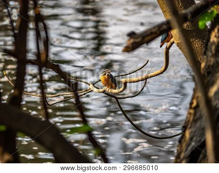 A Common Kingfisher, Alcedo Atthis Bengalensis, Perches On A Branch Overlooking Its Fishing Pond. Th