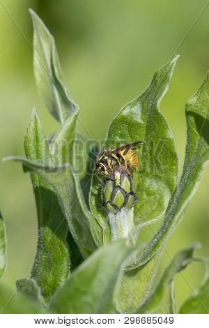 Cornflower Bud With Wasp In Front Of Green Blurred Background