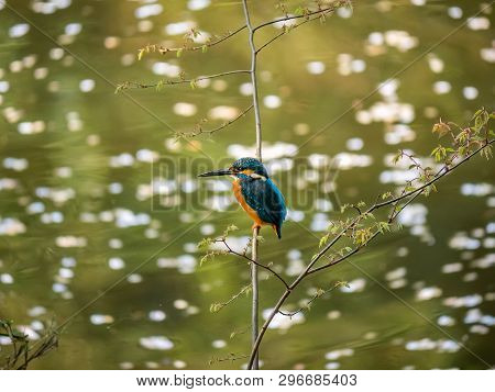 A Common Kingfisher, Alcedo Atthis Bengalensis, Perches On A Branch Overlooking Its Fishing Pond. Th