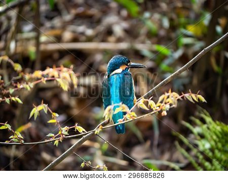 A Common Kingfisher, Alcedo Atthis Bengalensis, Perches On A Branch Overlooking Its Fishing Pond. Th