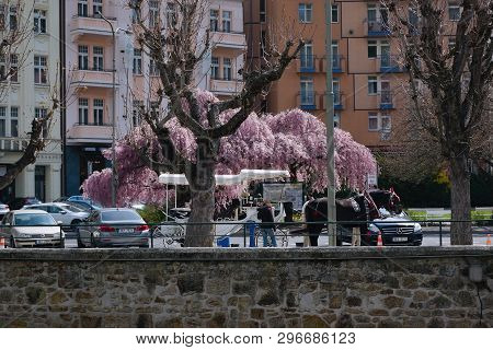 Karlovy Vary, Czech Republic - April 11, 2019: Horses In Centre Of Spring City