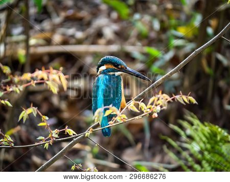 A Common Kingfisher, Alcedo Atthis Bengalensis, Perches On A Branch Overlooking Its Fishing Pond. Th