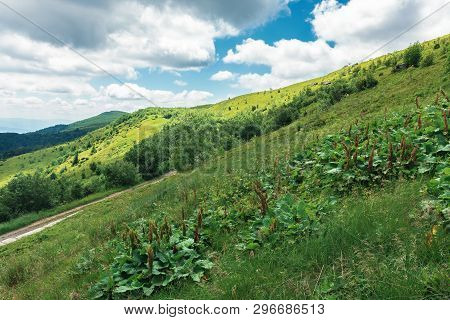 Beautiful Mountain Landscape At Summer Forenoon. Hills With Grassy Meadows Among The Forest. Dirt Ro