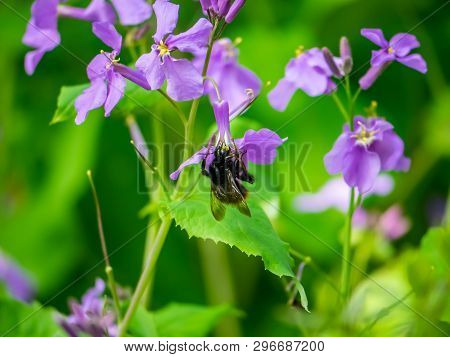 A Japanese Carpenter Bee, Xylocopa Appendiculata, Feeds From Honesty Flowers Along A Small Wetland I