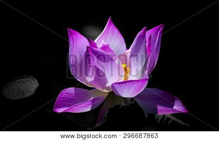 The Purple Lilies That Bloom In The Lagoon Of The Lotus