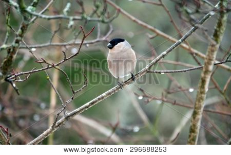 Bullfinch In Winter