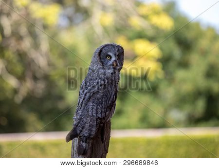 Great Grey Owl (strix Nebulosa). Night Birds Of Prey