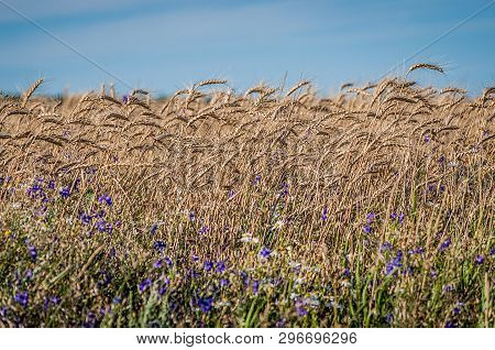 Field Of Ripe Wheat, Whild Flowers And Blue Sky.