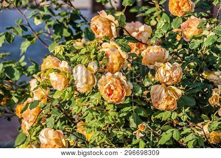 Beautiful Blooming Yellow Shrub Roses Bushes.on Summer.