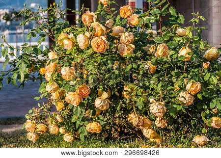 Beautiful Blooming Yellow Shrub Roses Bushes.on Summer.