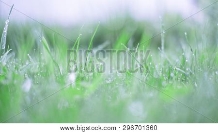 Beautiful Nature Background, Fresh Grass And Water Drops
