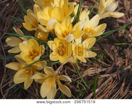 Crocuses Bloom. Little Yellow Spring Flowers.