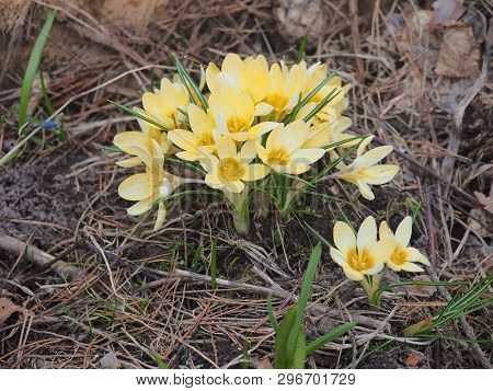 Crocuses Bloom. Little Yellow Spring Flowers.