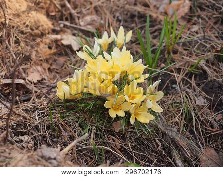 Crocuses Bloom. Little Yellow Spring Flowers.