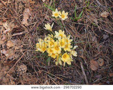 Crocuses Bloom. Little Yellow Spring Flowers.