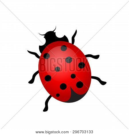 Vector Illustration Of A Ladybug On A White Background.