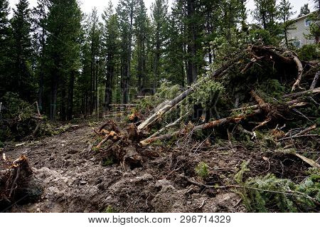 Pile Of Fallen Evergreen Spruce Pine Trees After Clearing Of Forest Land For New Mountain Residentia