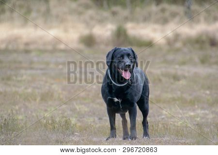 Black Labrador In A Relax Happy Position Facing Camera Tong Out On A Nature Background Front Close V