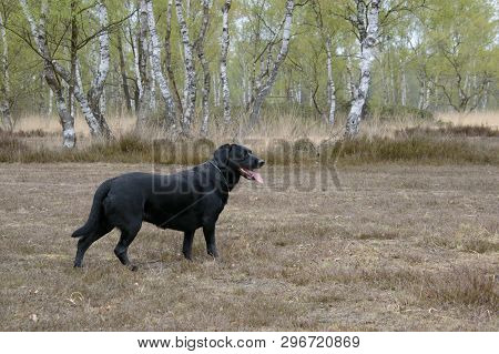 Black Labrador In A Relax Happy Position Looking To The Right Tong Out On A Nature Background Right 
