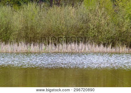 Moorland Water Pool With Gold Colored Grass And Fresh Green Foliage Trees In The Background Reflecti