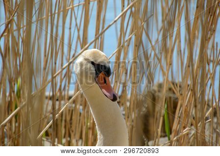White Swan Between The Reeds Near The Water Looking At The Camera Close Profile Headshot Vieuw