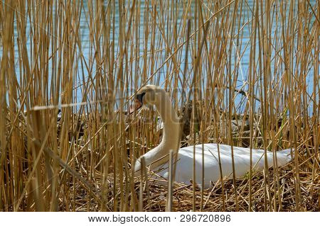 White Nesting Swan Breeding Eggs On A Nest Between The Reeds Near The Water Close Profile Vieuw