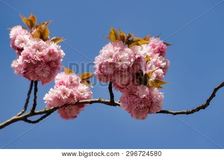 Blossoming Of Almond Tree Prunus Dulcis In The Spring Garden. Macro Photography Of Nature.