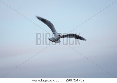 Seagull Flying In The Sky . Seagulls Are Flying Against The Beach . A Seagull Going In For A Landing