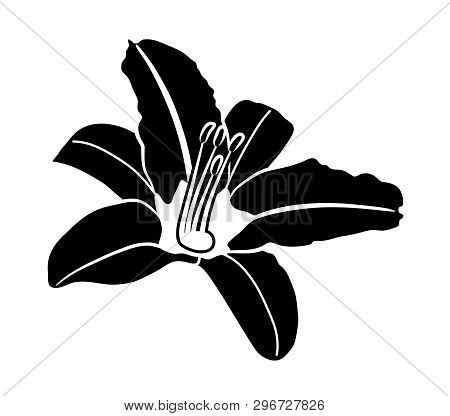 Vector Daylily Flower Isolated On White Background