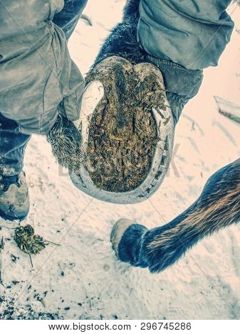 Detail Of Taking Off Obsolete Horse Shoes From Dobbin Legs. Blackshmith Use Especial Tools For Remov