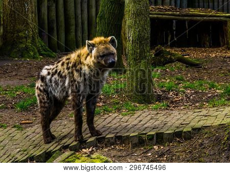 Closeup Of A Spotted Hyena, Carnivorous Mammal From Africa, Popular Zoo Animals