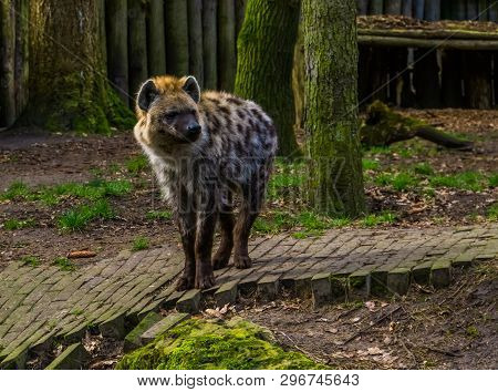Spotted Hyena In Closeup, Carnivorous Mammal From The Deserts Of Africa
