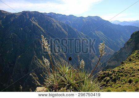 Puya Weberbaueri Flowers At The Colca Canyon, Arequipa Region, Peru, South America