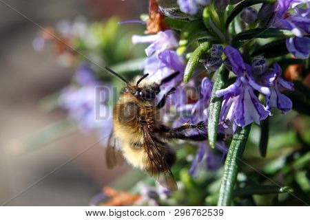 A Male Hairy Footed Flower Bee Feeding On Rosemary Pollen