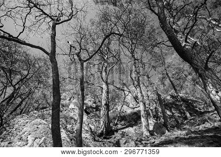 Wide Angle View From Below At The Pines Trees On Rocky Mountains In Forest Near Ribeauville France -