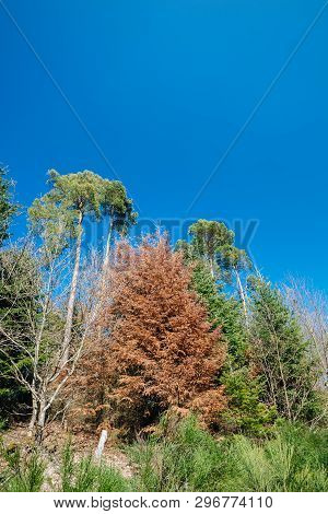 Low Angle View From Below At The Pines Canopies Against Blue Clear Sky In Forest - Concept Of Larges