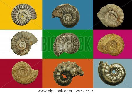 Different genres of ammonites