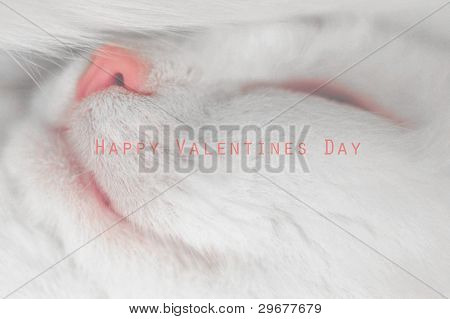 Happy Valentines Day with a beautiful sleeping white cat