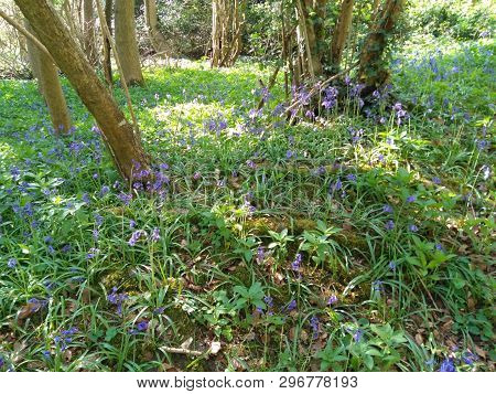 Bend Tree In Bluebell Forest Surrounded By Other Trees