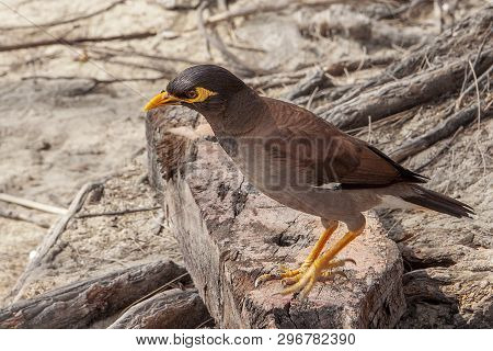 Black-brown Myna Bird With A Yellow Beak. Common Myna, Indian Myna, Locust Starling, Starling Family