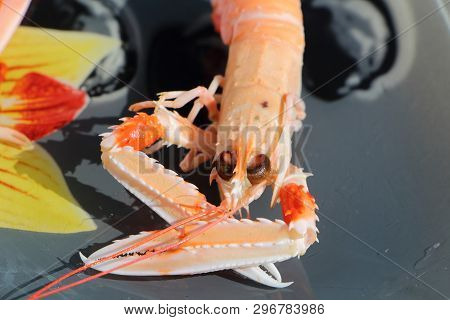 Close-up Of One Cooked Nephrops On A Plate