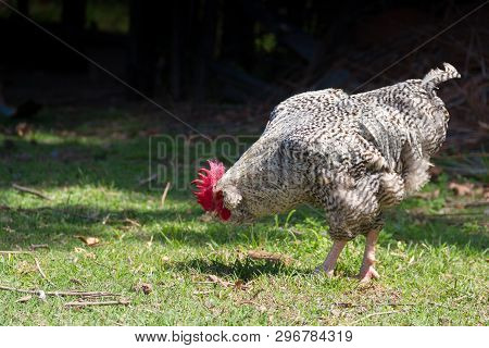 Rooster Pecking Grass In The Argentine Countryside Farm