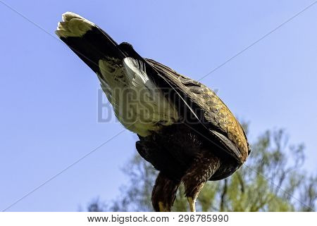 Harris Hawk (parabuteo Unicinctus) Formerly Known As The Bay-winged Or Dusky Hawk