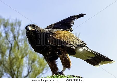 Harris Hawk (parabuteo Unicinctus) Formerly Known As The Bay-winged Or Dusky Hawk