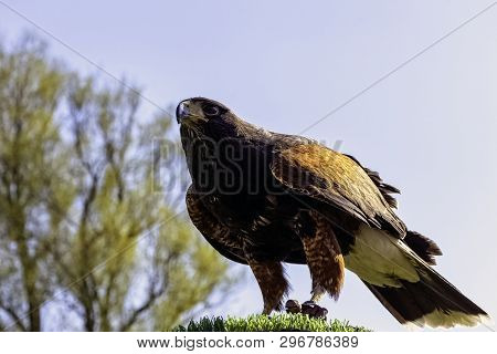 Harris Hawk (parabuteo Unicinctus) Formerly Known As The Bay-winged Or Dusky Hawk