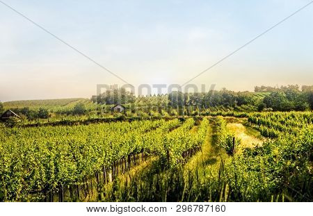 Vineyard Hills Of The City Of Vienna At Sunset