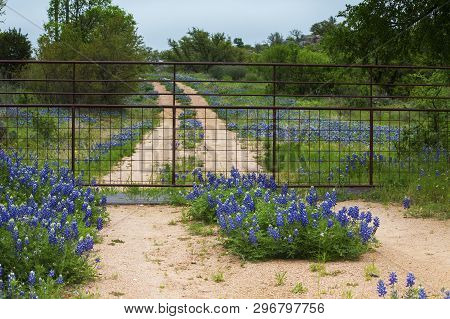 Gated Road Full Of Bluebonnets Near Willow City Loop In Texas Hill Country