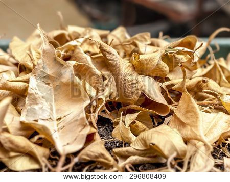 Closeup Of Dry Fallen Yellow Leaves Of Ficus Benjamina, Weeping Fig, Benjamin Fig, Ficus Tree Or Fic